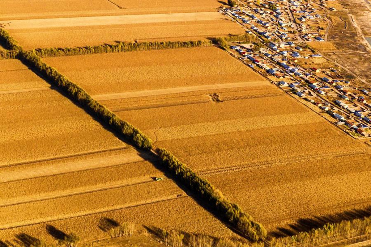 Çin\'in Jilin eyaleti 2023 yılında tahıl üretiminde rekor kırdı
