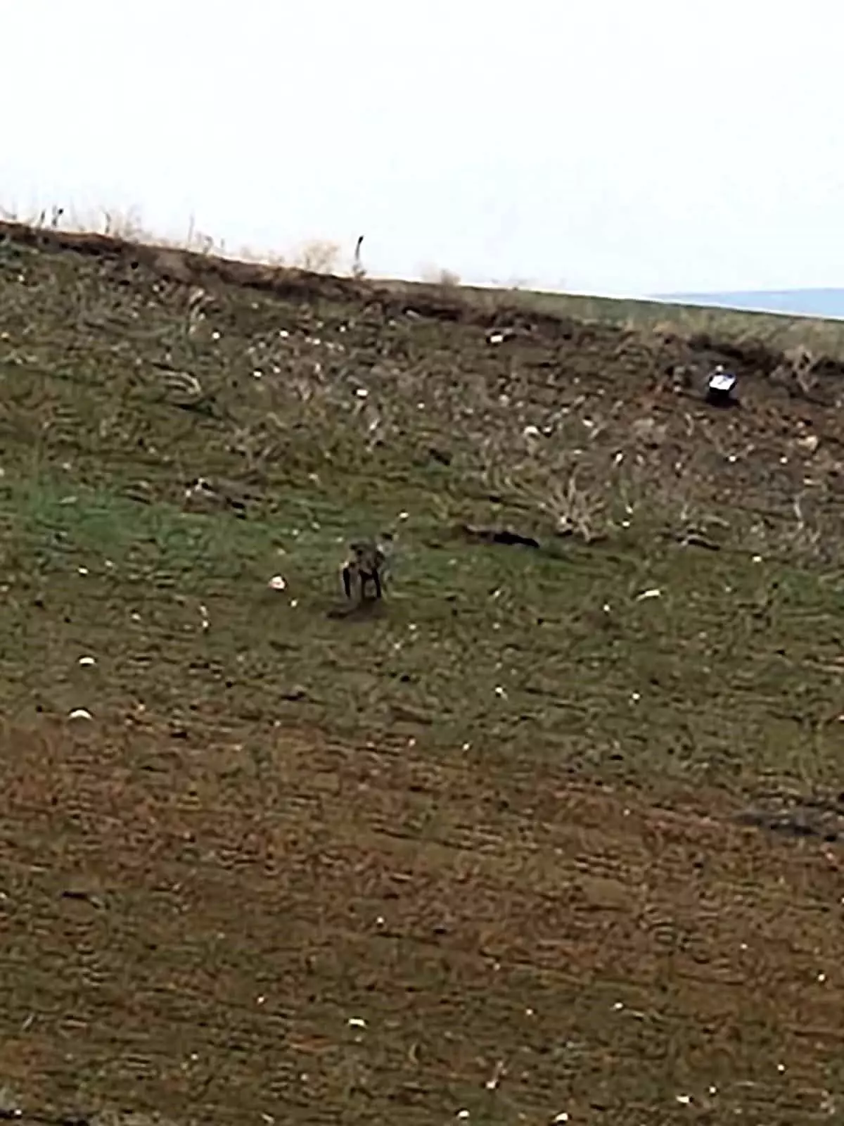 Çorum\'un Sungurlu ilçesinde yiyecek arayan kurt yola indi