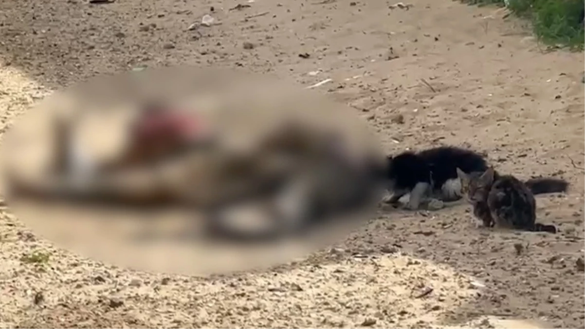 İsrail\'in katlettiği Filistinlilerin cesetlerini sokak hayvanları yedi