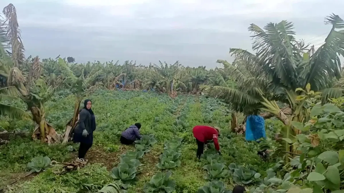 Lübnanlı çiftçiler, İsrail-Hizbullah çatışmaları sırasında ürünlerini hasat etmeye çalışıyor