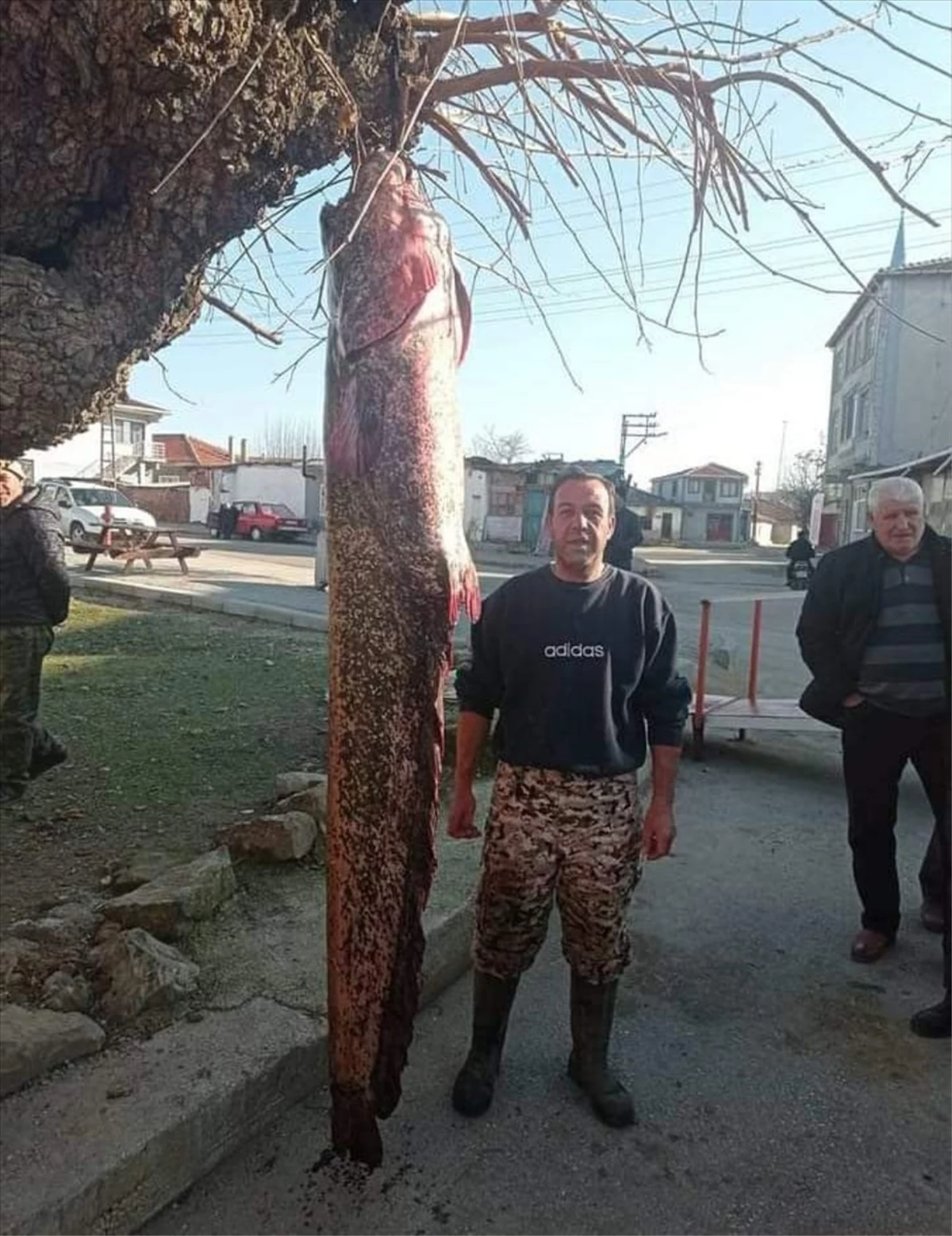 Edirne\'de 71 kilogramlık yayın balığı yakalandı