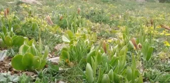 Coğrafya öğretmeni Nevzat Çağlar, Anamur'da yeni bir ters lale türü keşfetti