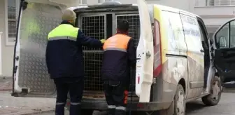 Sivas'ta Köpek Saldırısı: 4 Kişi Yaralandı