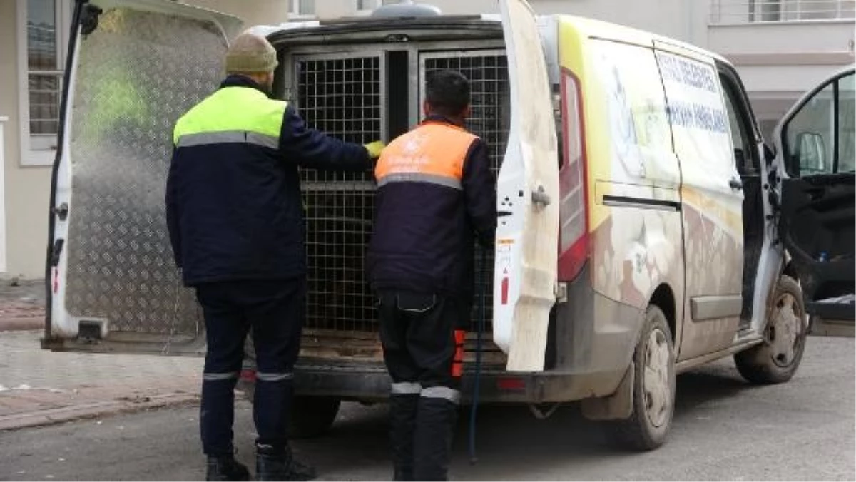 Sivas\'ta Köpek Saldırısı: 4 Kişi Yaralandı