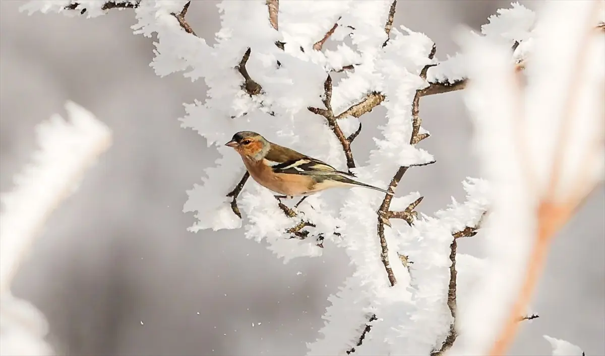 Samsun\'da doğa severlerin tercih ettiği Kocadağ Yaylası