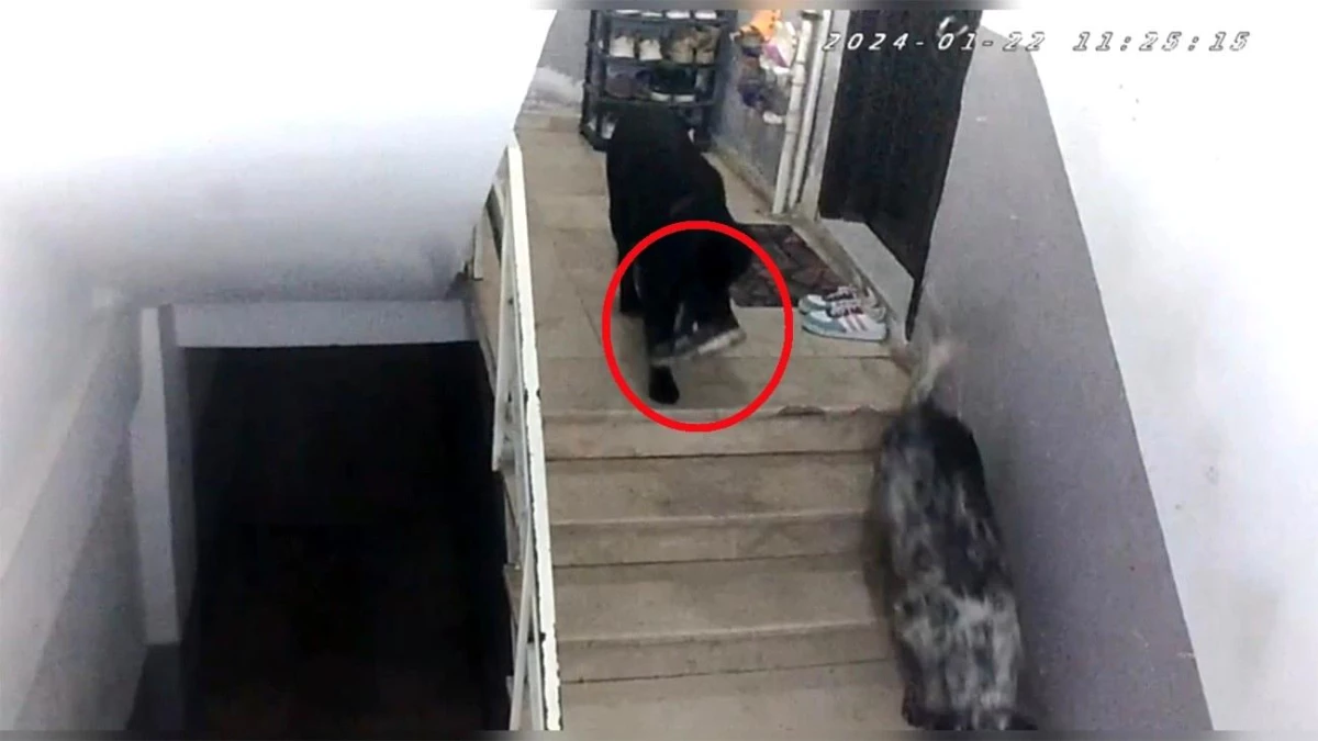 Sinop\'ta Köpeklerin Ayakkabı Hırsızlığı