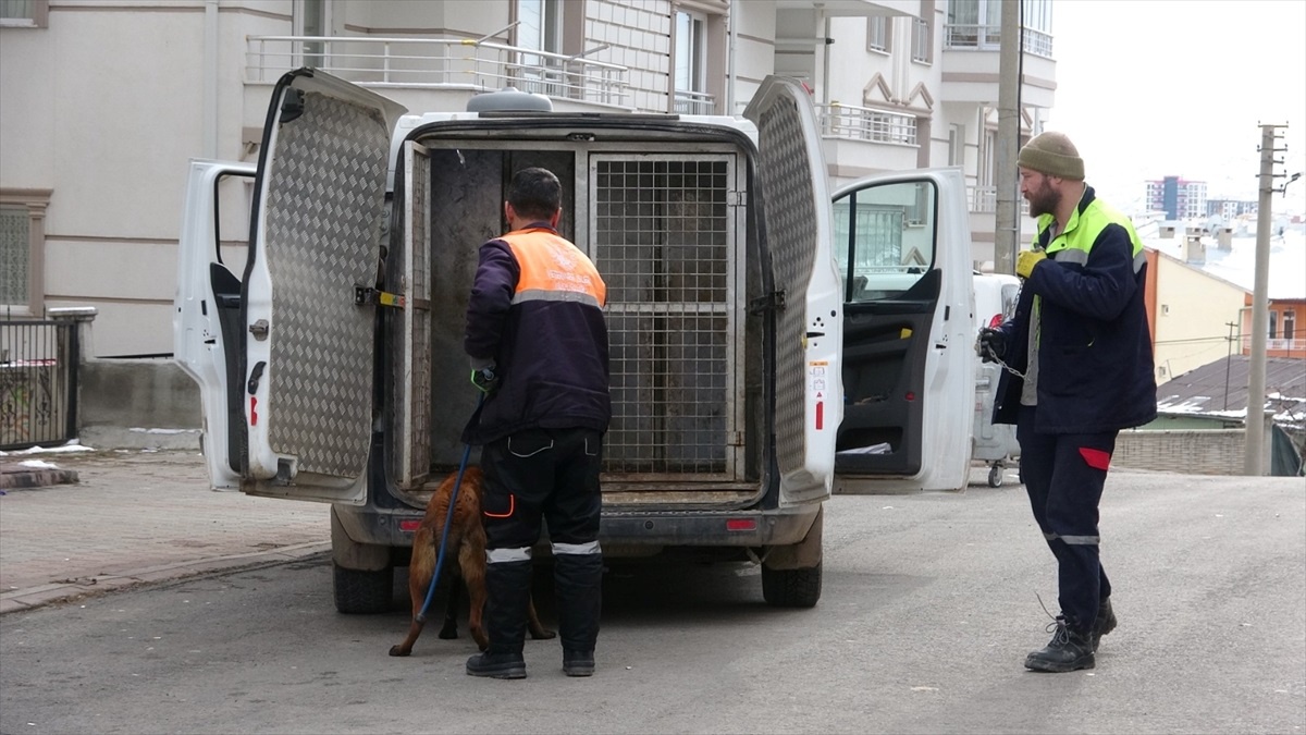 Sivas\'ta köpeğin anne, iki kızı ve bir kişiye saldırması güvenlik kamerasına yansıdı