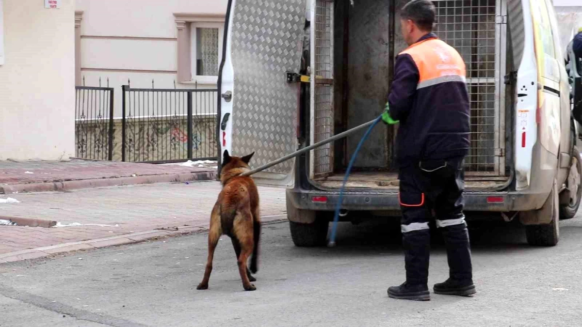 Sivas\'ta Tasmalı Köpek Vatandaşlara Saldırdı, 4 Kişi Yaralandı
