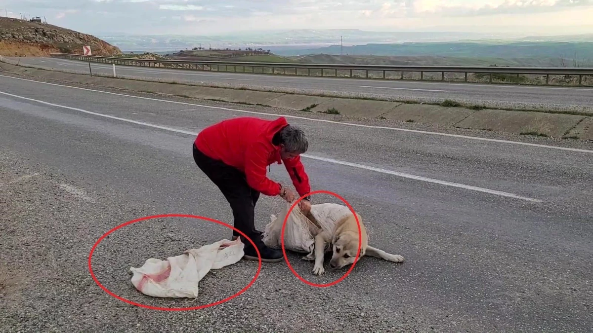 Diyarbakır\'da ölüme terk edilen köpek kurtarıldı