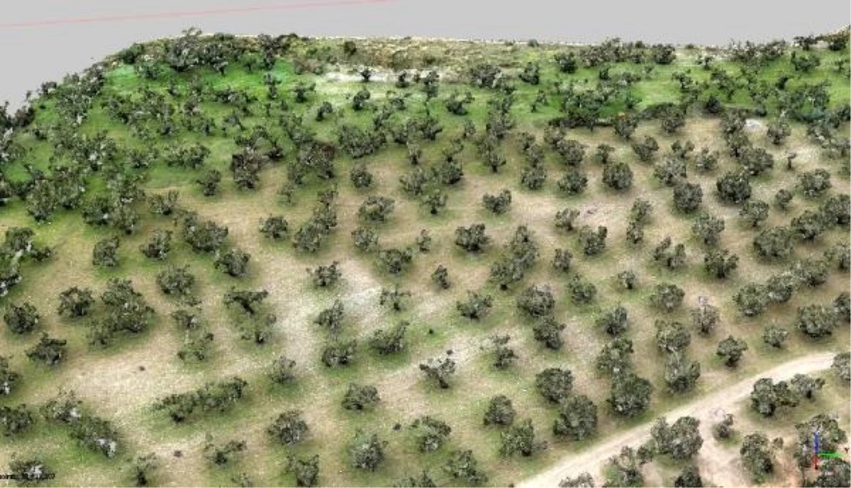 Vakıflar Genel Müdürlüğü, zeytin ağaçlarını dronlarla sayıyor