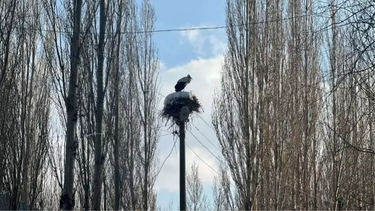 Hakkari'de 21 yıldır yaşayan leylekler köydeki elektrik direğine yuva yaptı