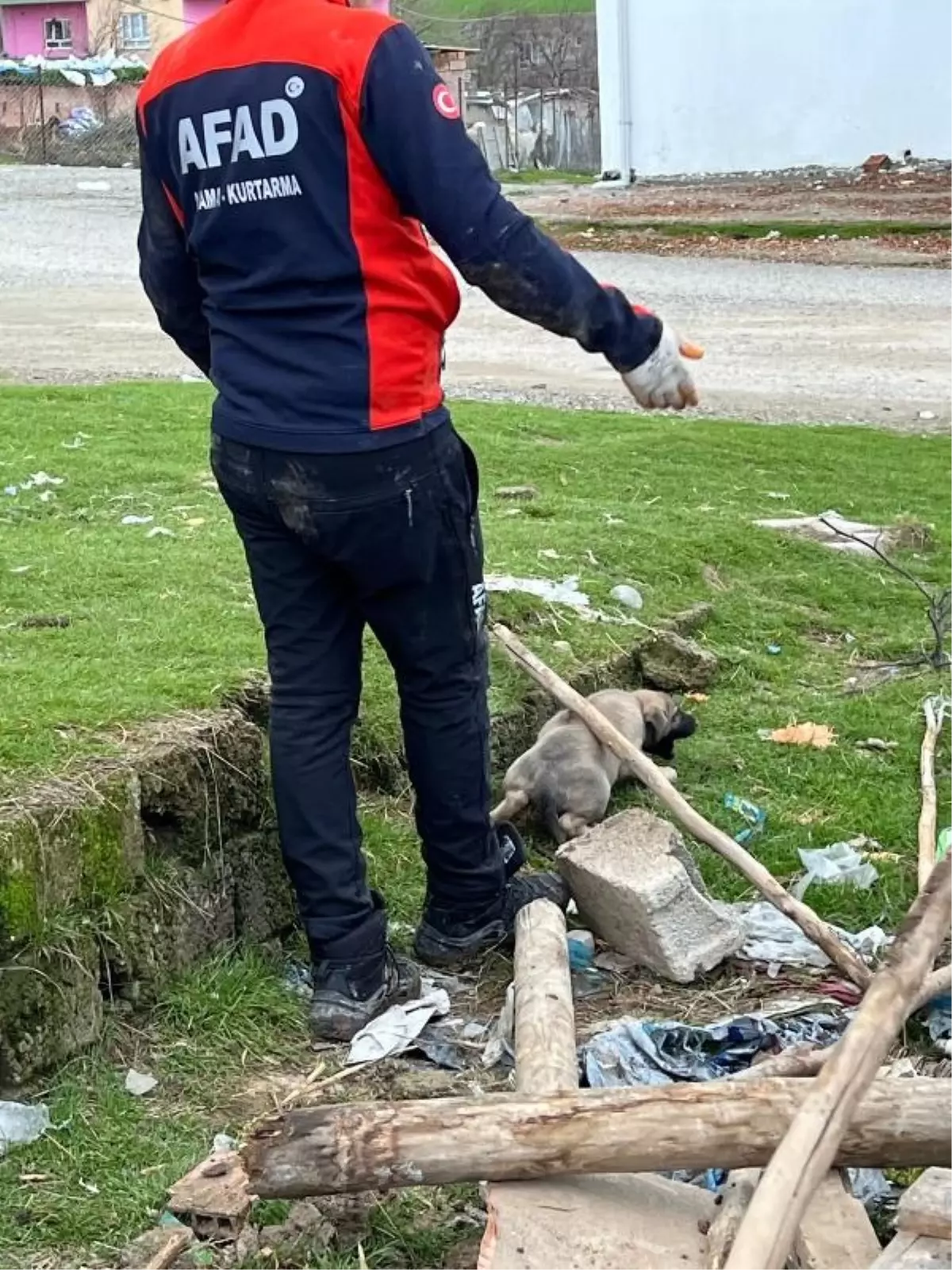 Batman'da yağış nedeniyle çöken ahırın altında kalan 8 yavru köpekten 5'i kurtarıldı