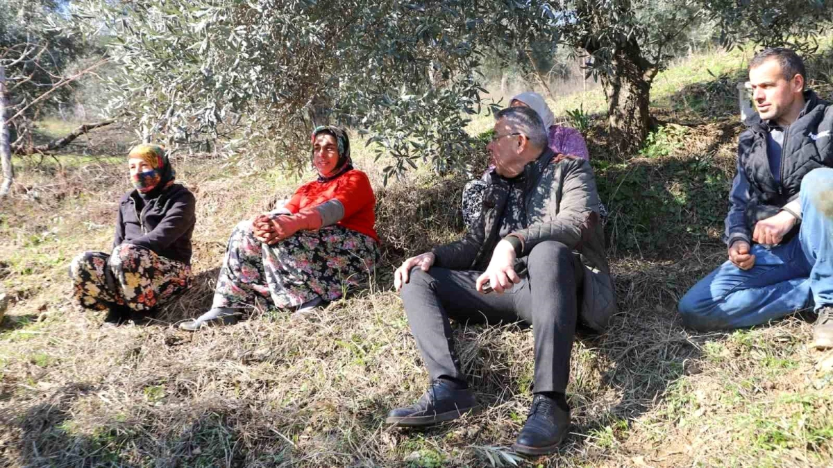 Köşk Belediye Başkanı Nuri Güler, Kıran Mahallesi\'nde Zeytin Hasadı Yapan Üreticileri Ziyaret Etti