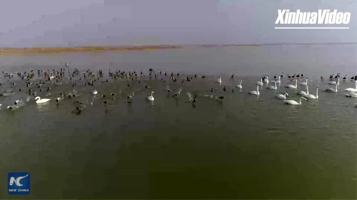 Çin\'deki Sarı Nehir Deltası\'na 250.000 kuş göç etti