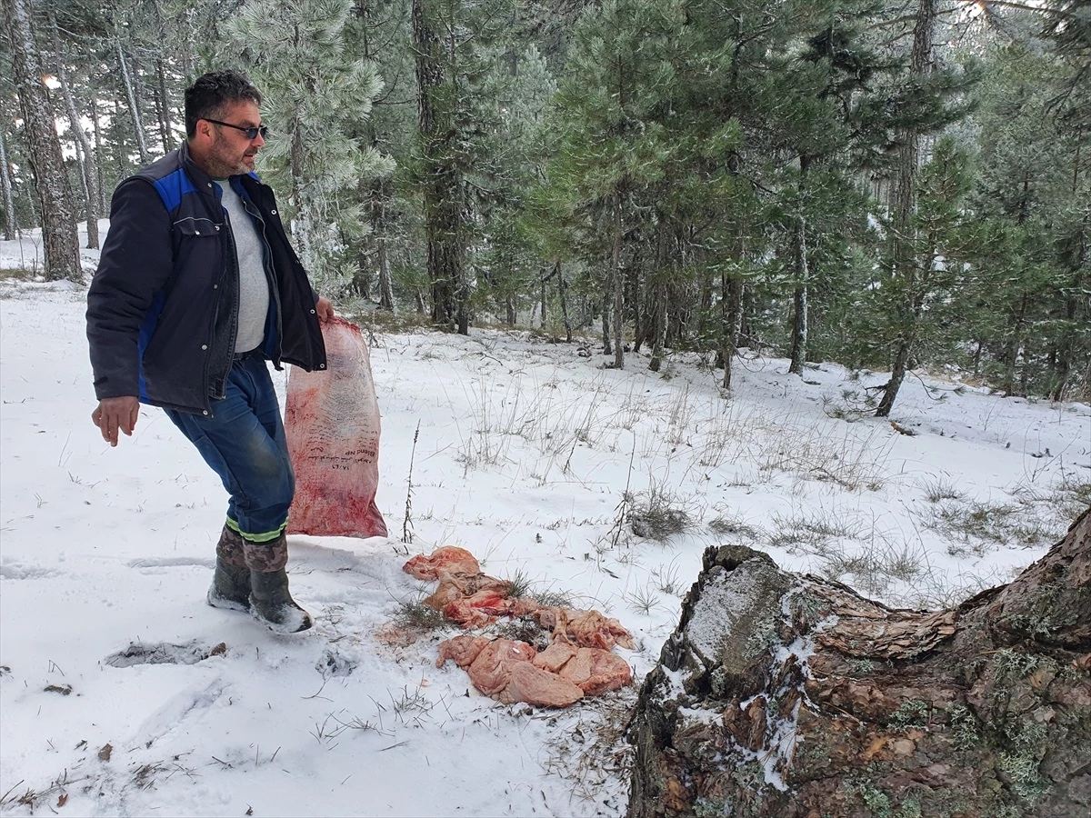 Demirci Belediyesi, Kar Yağışının Ardından Yaban Hayvanlarına Yem Bıraktı
