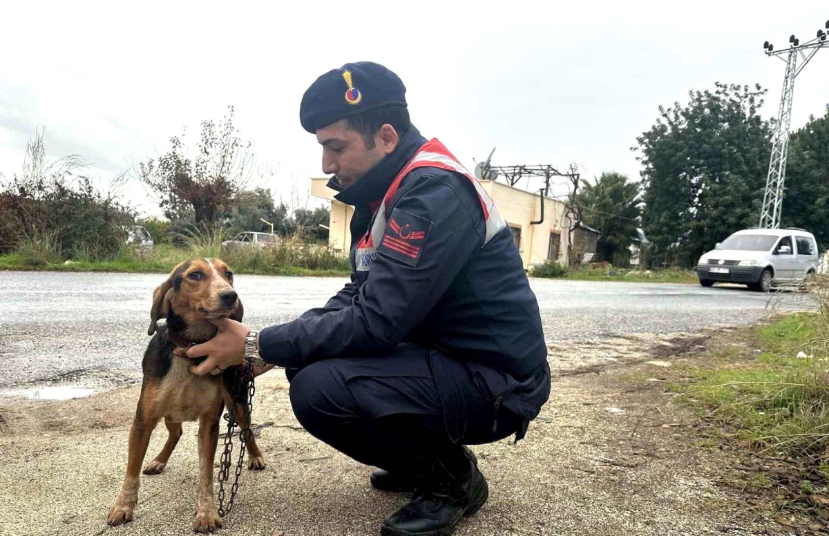 Mersin\'de Özel Yetiştirilen Köpeği Çalan Şüpheli Yakalandı