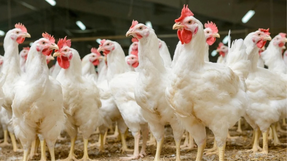 10 ünlü tavuk markasına soruşturma