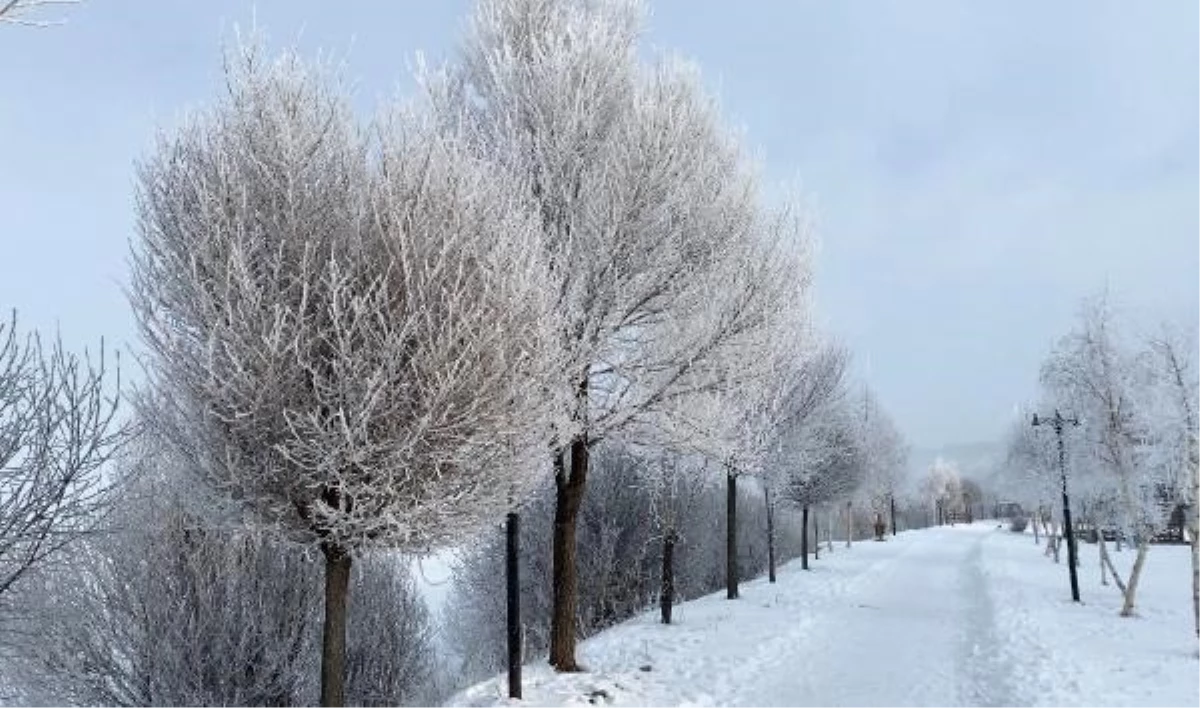 Ardahan\'da Sibirya soğukları: Ağaçlar kırağa tutuldu