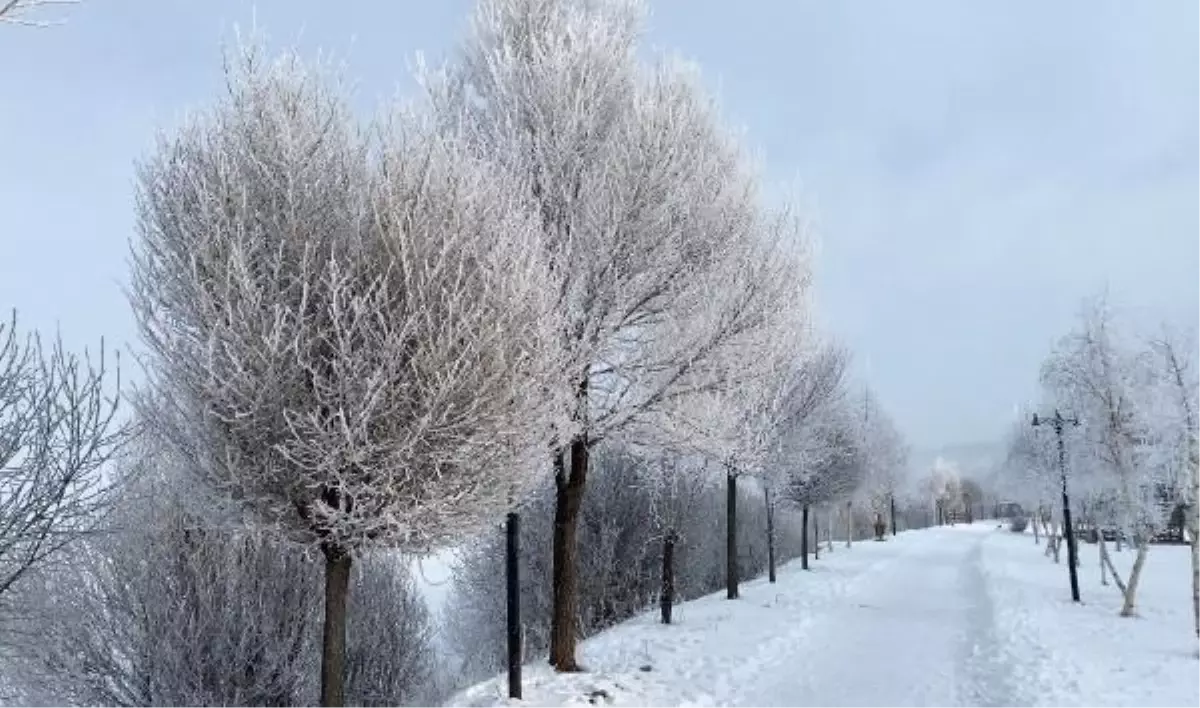 Ardahan\'da Sibirya soğukları: Ağaçlar kırağa tutuldu