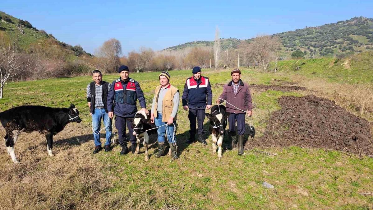 Aydın\'da Kaybolan Büyükbaş Hayvanlar Kısa Sürede Bulundu