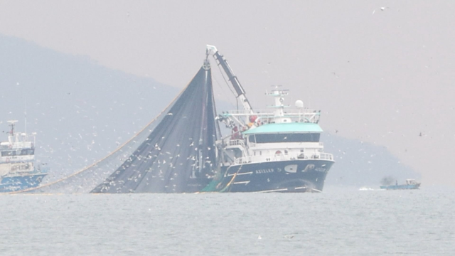 İstanbul Boğazı'ndaki teknelerin 24 metrelik avlanma şartını ihlal ettikleri iddiası tartışma yarattı