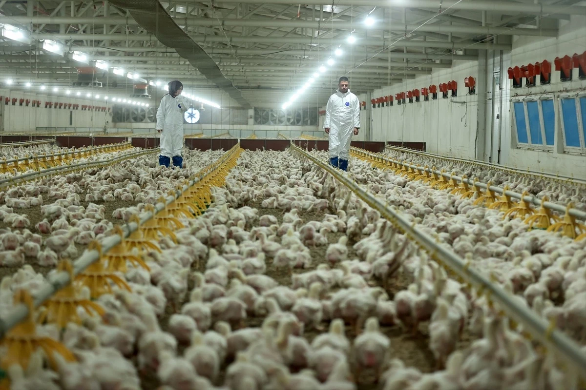 Düzce\'de Tavuk Çiftliği Devlet Desteğiyle Genişliyor