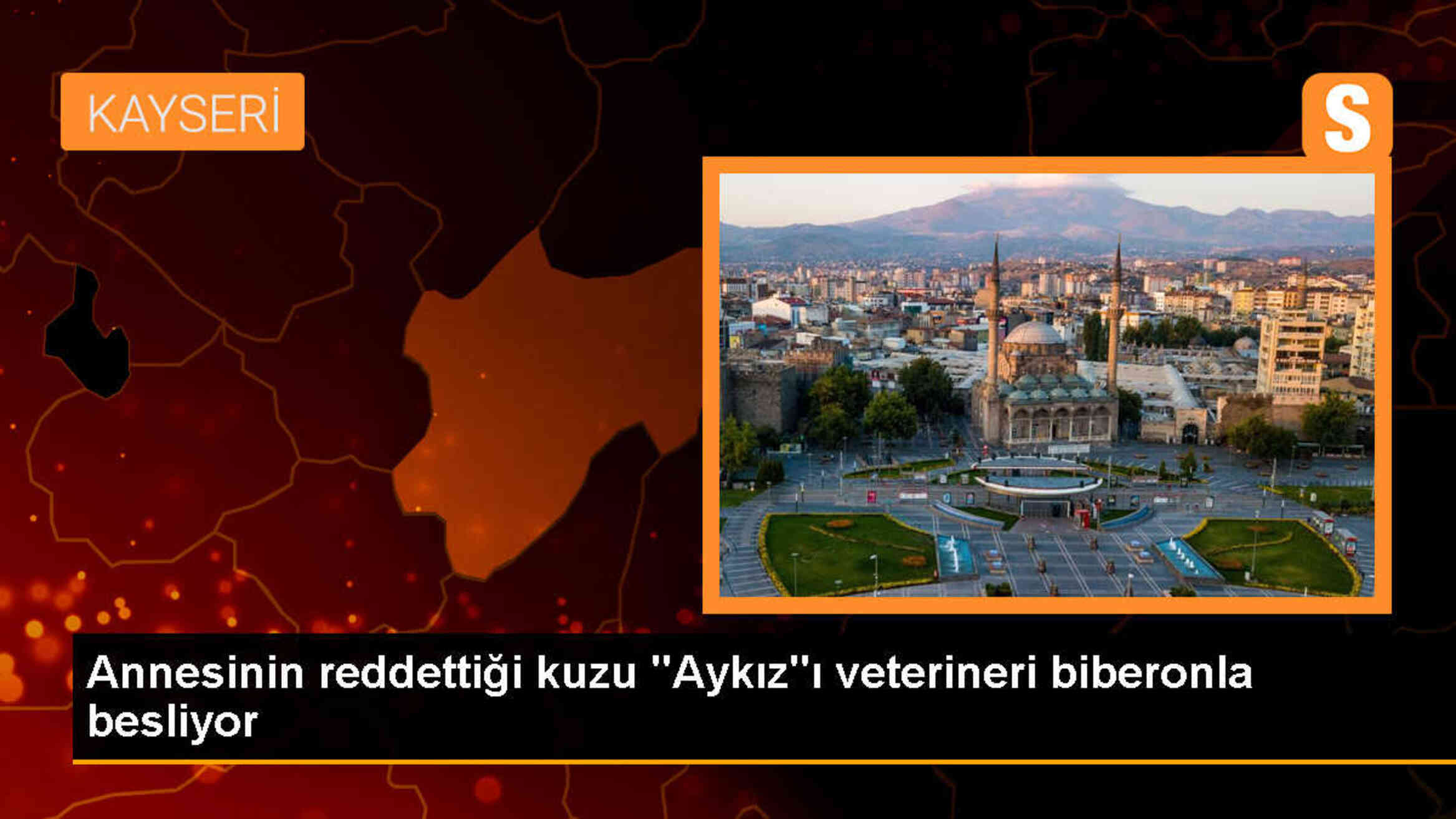 Kayseri Büyükşehir Belediyesi Hayvanat Bahçesi\'nde Kuzu Aykız\'a Biberonla Besleniyor