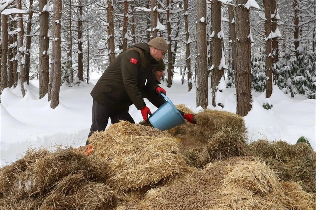 Düzce\'de kar nedeniyle yiyecek bulmakta sıkıntı yaşayan yaban hayvanları için doğaya yem bırakıldı