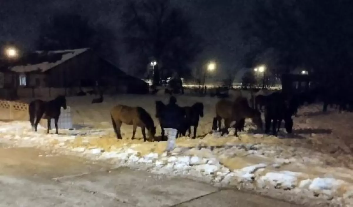 Yılkı atları yiyecek aramak için şehir merkezine indi