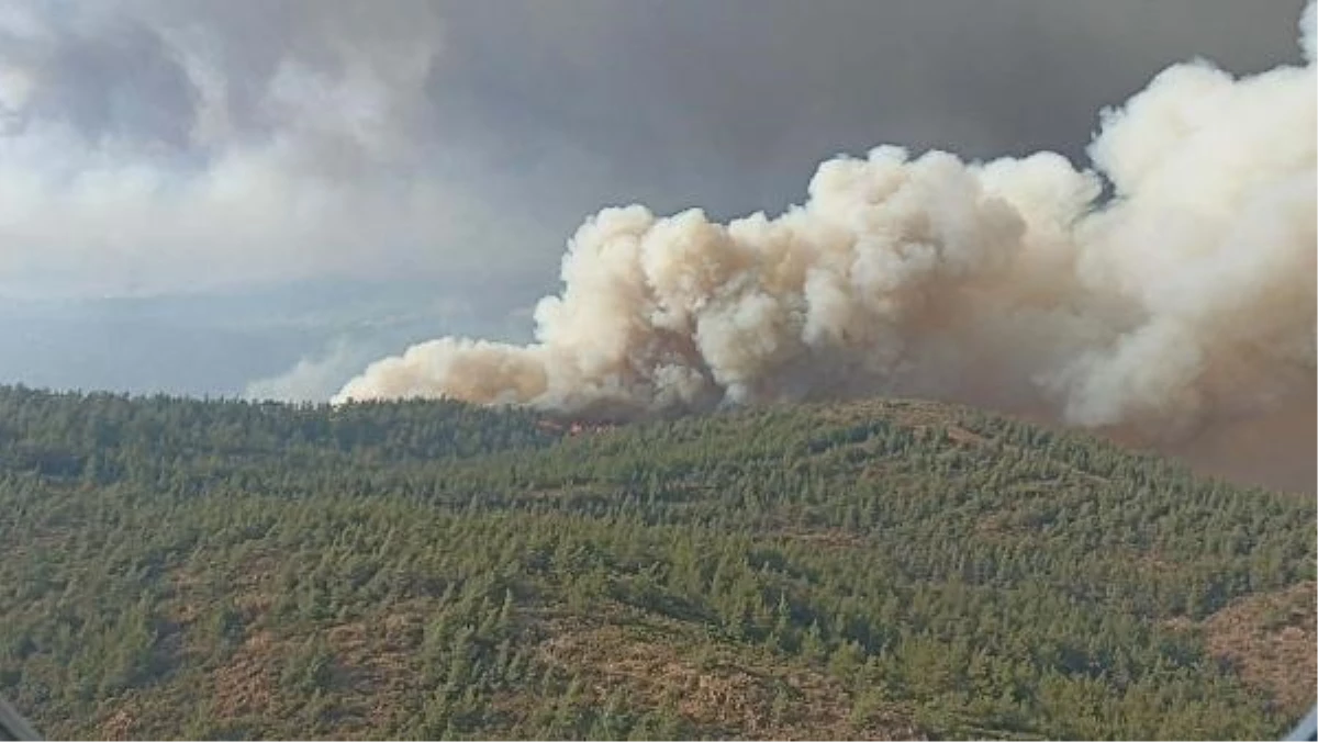 Marmaris Orman Yangını Sonrası Çimlenmeler Başladı