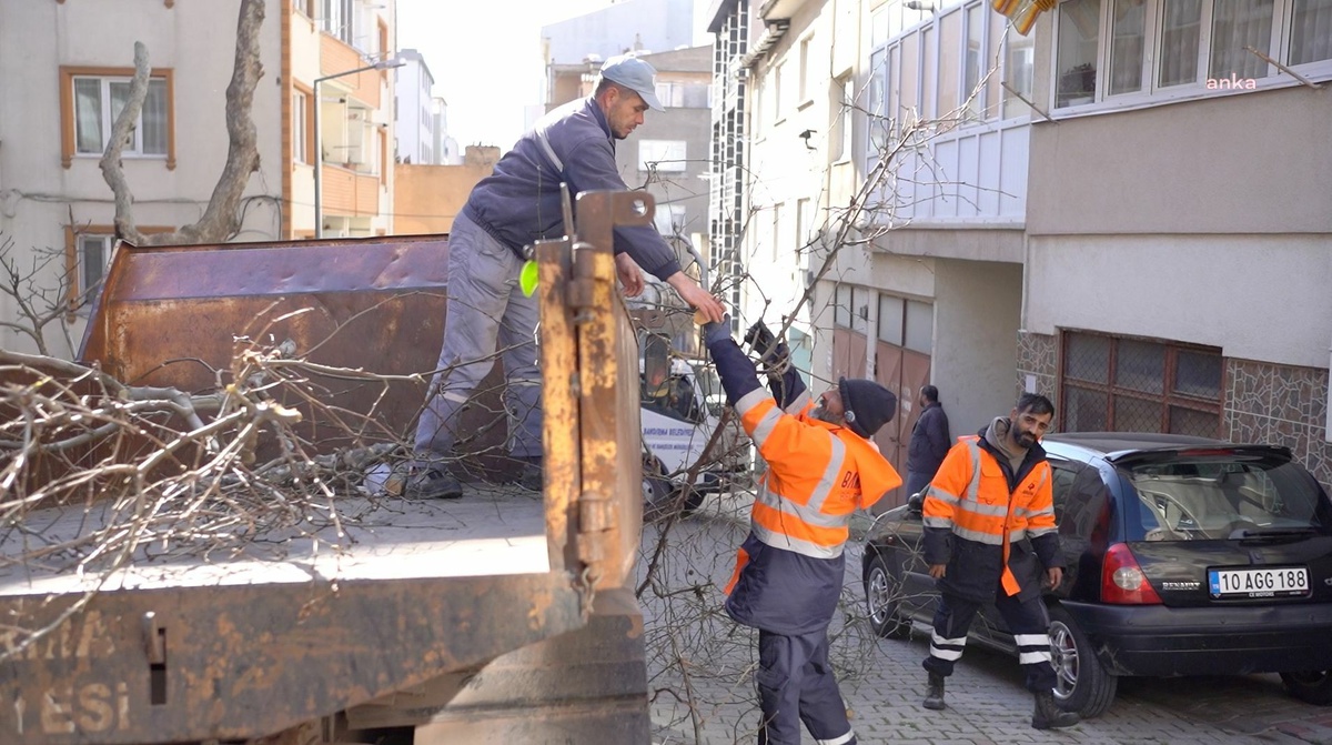 Bandırma Belediyesi Şehir Genelinde Ağaç Budama Çalışmalarına Devam Ediyor