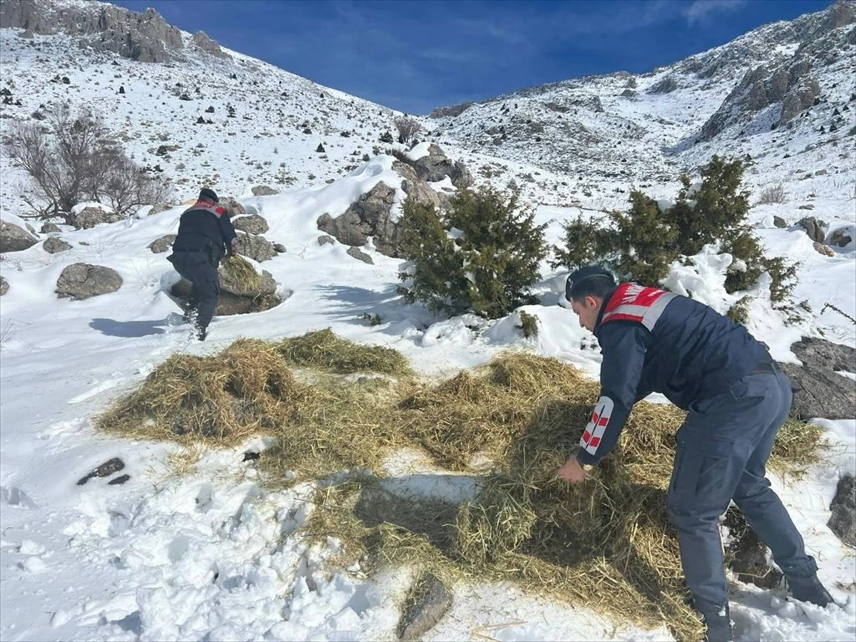 Kahramanmaraş İl Jandarma Komutanlığı, Zorlu Kış Şartlarında Yaban Hayvanlarına Yem Bıraktı