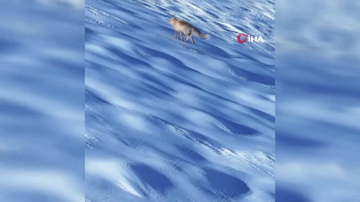 Kar Üstünde Yiyecek Arayan Tilki Dron İle Görüntülendi