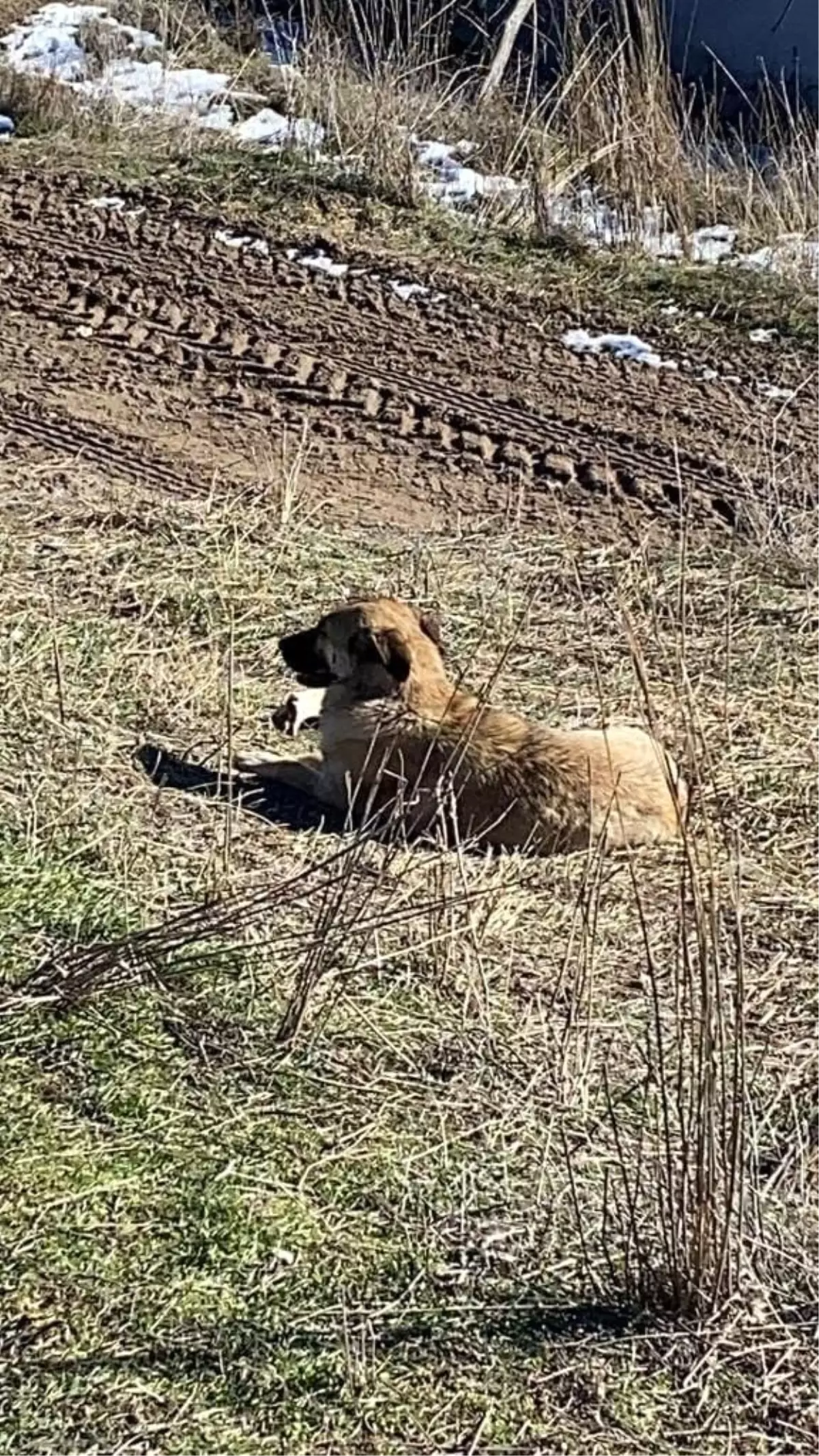 Ankara\'da başıboş köpekler ahırda 11 büyükbaş hayvanı telef etti