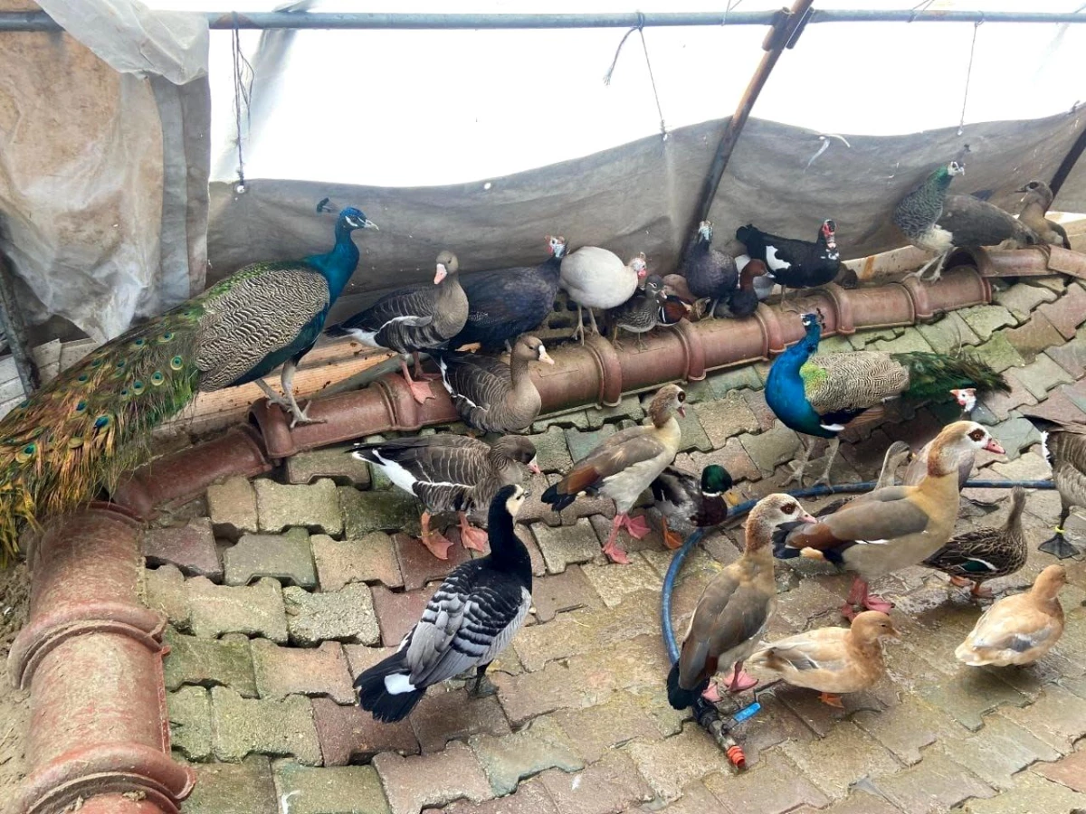 Aksaray\'da Yaban Hayvanı Ticareti Yapan Şüpheli Jandarma Tarafından Yakalandı