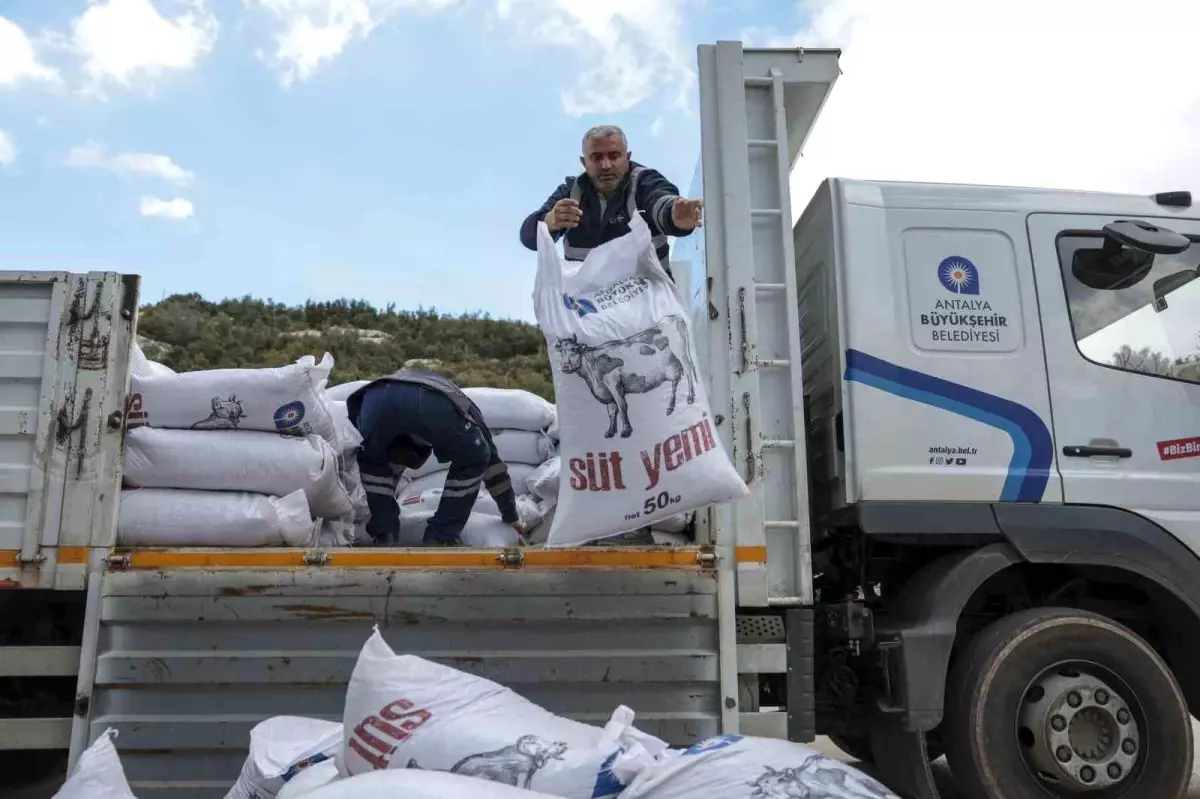 Antalya Büyükşehir Belediyesi, Korkuteli\'nde Büyükbaş Hayvan Yetiştiricilerine Süt Yemi Desteği Sağladı