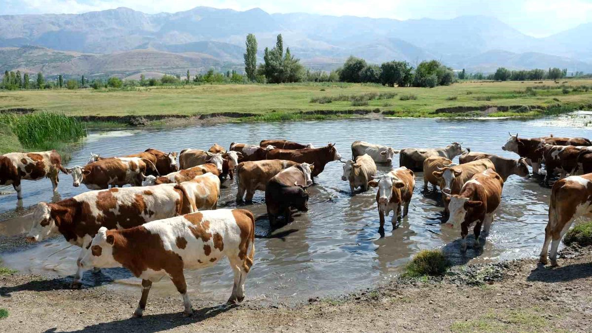 Düzce Tarım ve Orman Müdürlüğü\'nden buzağı desteklemeleri askı listesi duyurusu