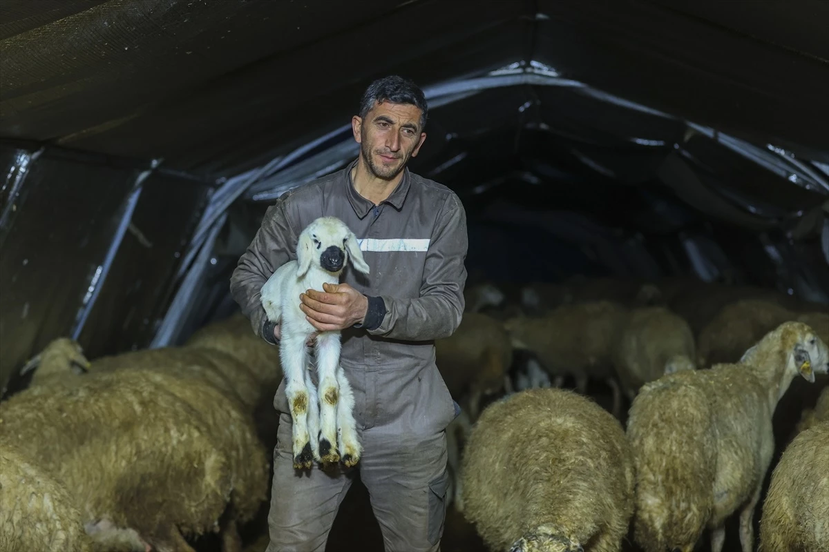 Depremlerde hayvanlarıyla yakalanan besici, kuzularını çadırda büyütüyor