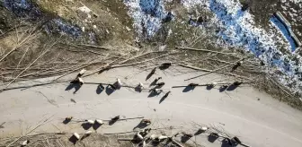 Erzincan'da hayvanlar kış aylarında kavak ağacı kabuklarıyla besleniyor