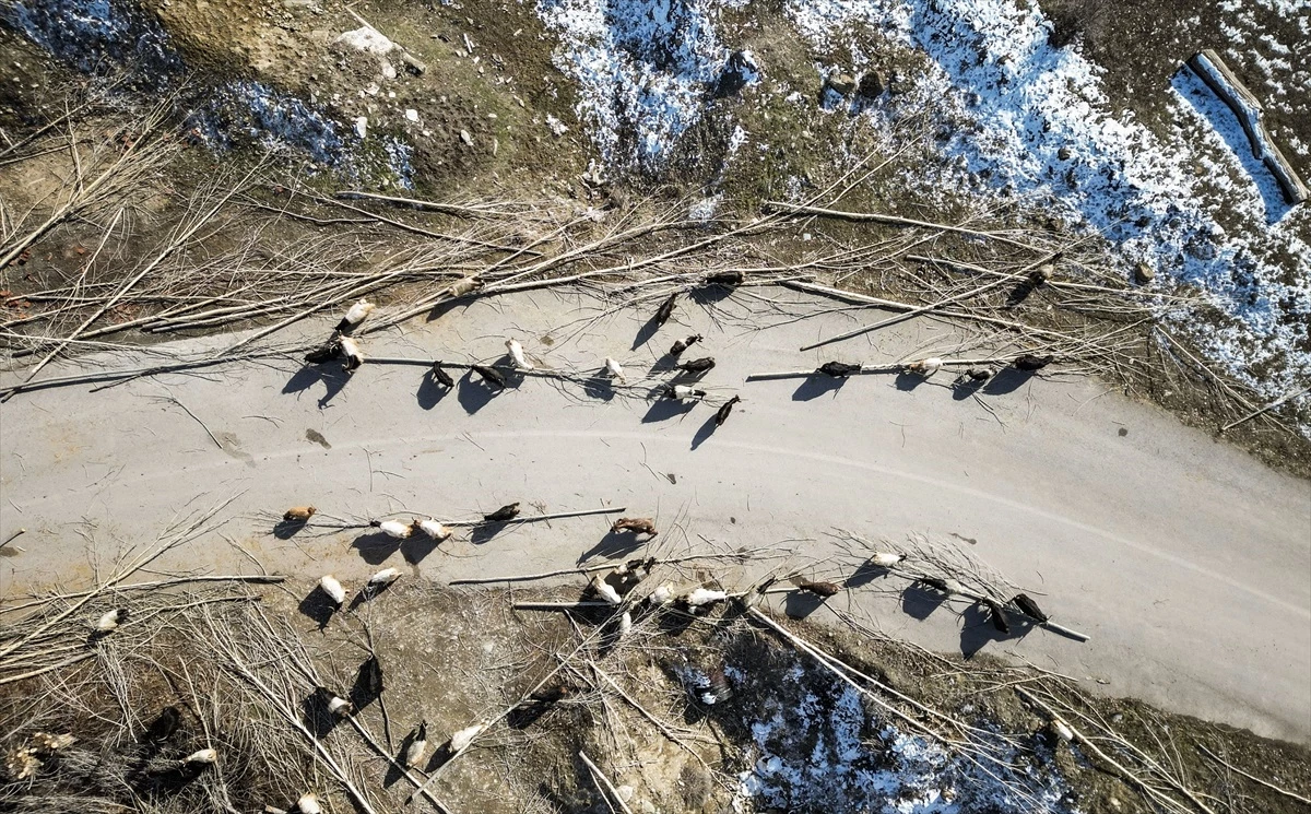 Erzincan\'da hayvanlar kış aylarında kavak ağacı kabuklarıyla besleniyor