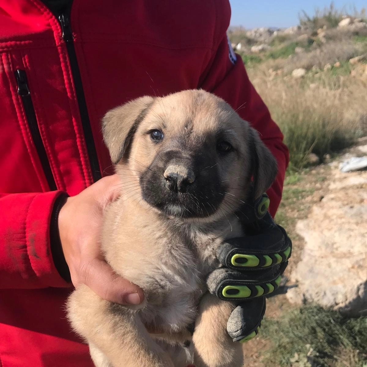 Mersin\'de Kuyuya Düşen Köpek Yavrusu Kurtarıldı