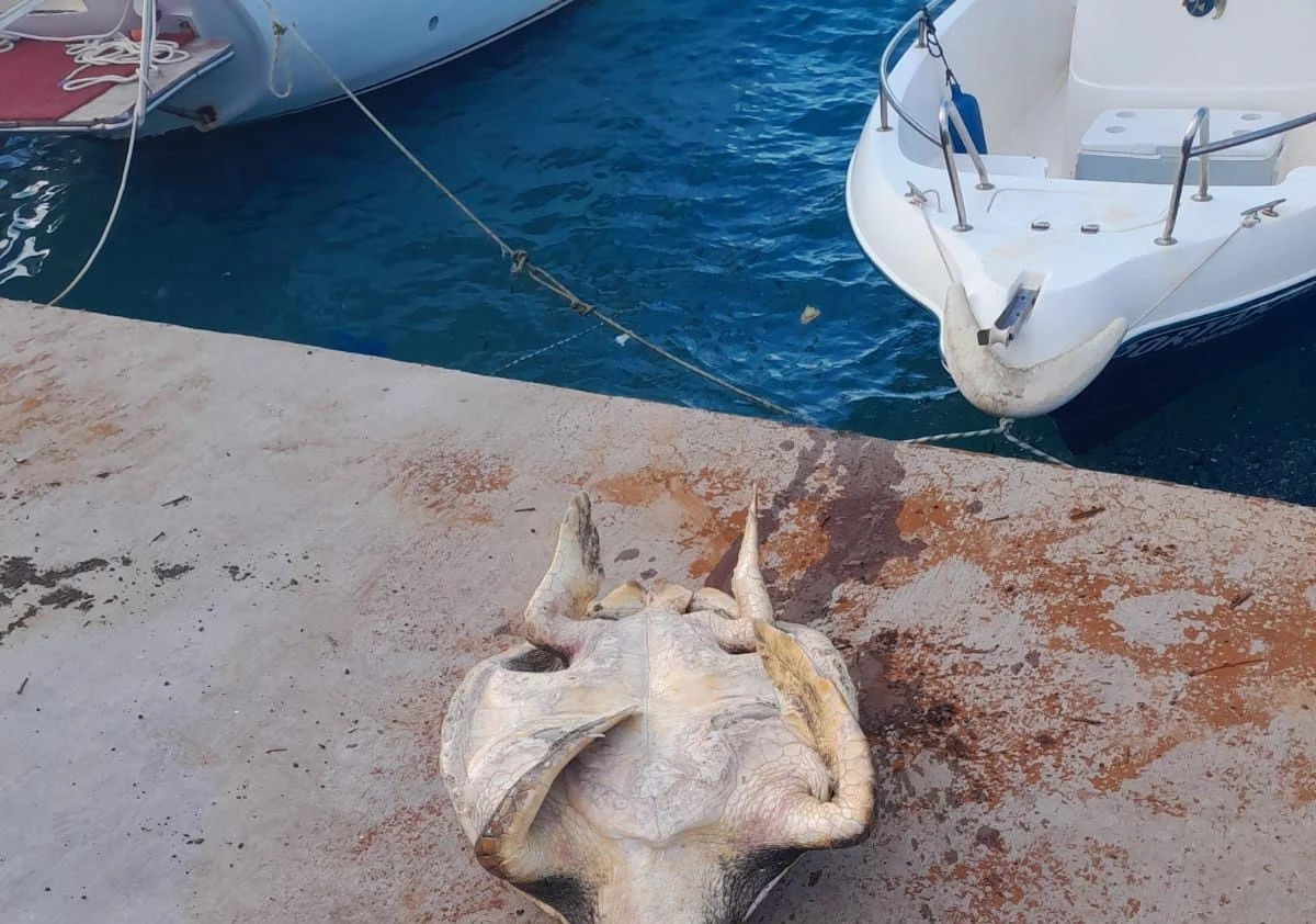 Muğla\'nın Datça ilçesinde sahile vurmuş ölü caretta caretta bulundu