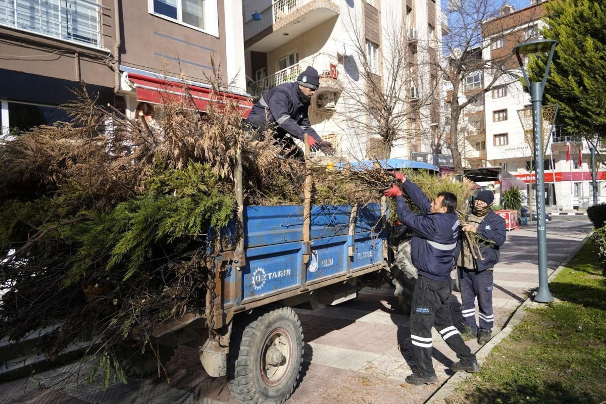 Yunusemre Belediyesi, Budanan Ağaçlardan Elde Edilen Odunları İhtiyaç Sahiplerine Dağıtıyor