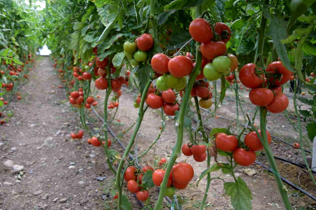 Antalya Hali\'nde Domates, Sebze ve Meyve Endeksleri Değişti