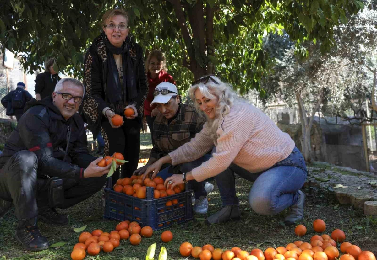 Antalya Büyükşehir Belediyesi, Turunçları Ekonomiye Kazandırıyor ve Kadın Kooperatifçiliğine Destek Sağlıyor