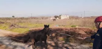Turgutlu'da çamura saplanan sahipsiz at itfaiye ekipleri tarafından kurtarıldı