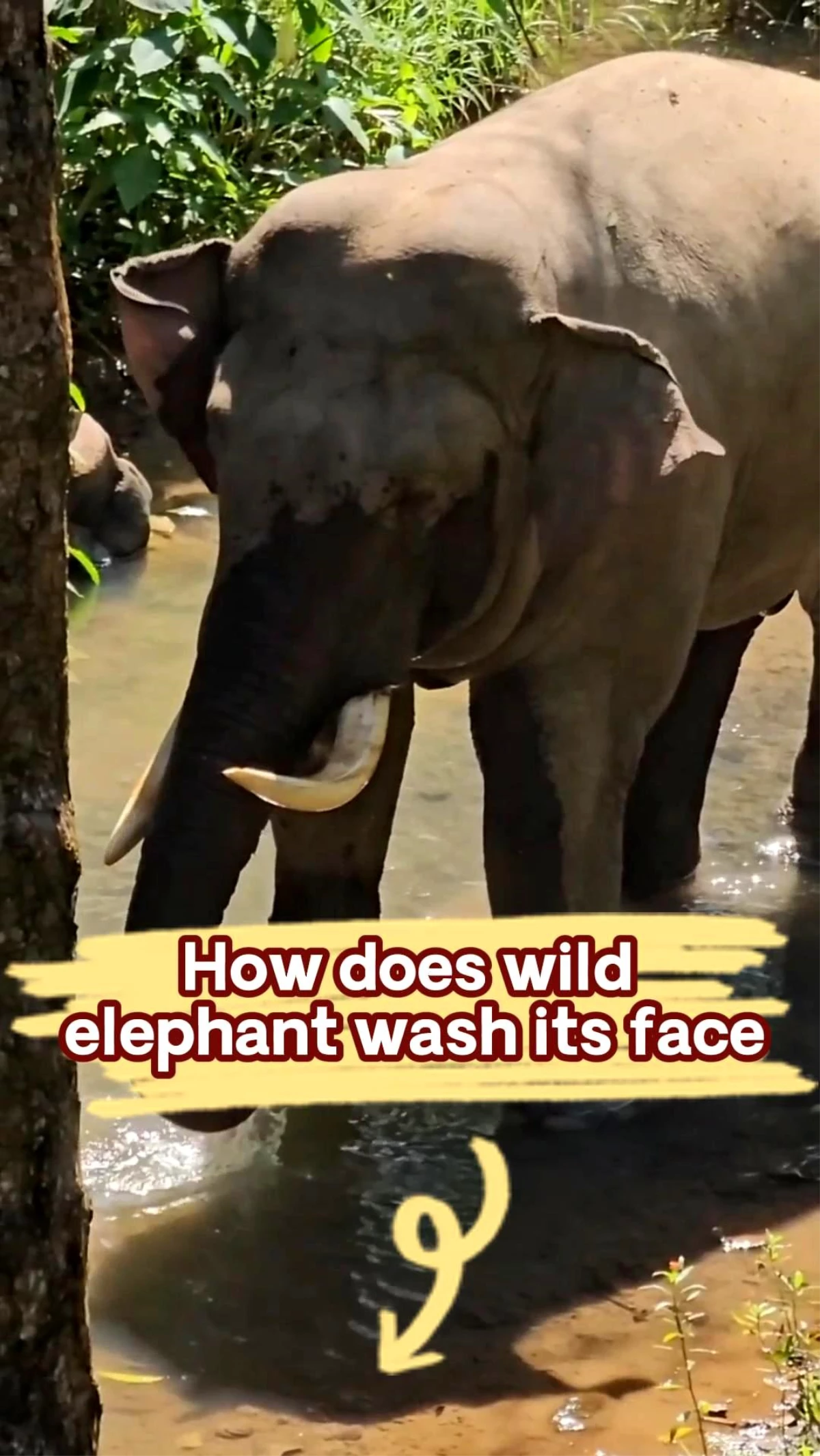 Yüzünü yıkayan filin çeşitli görüntüleri