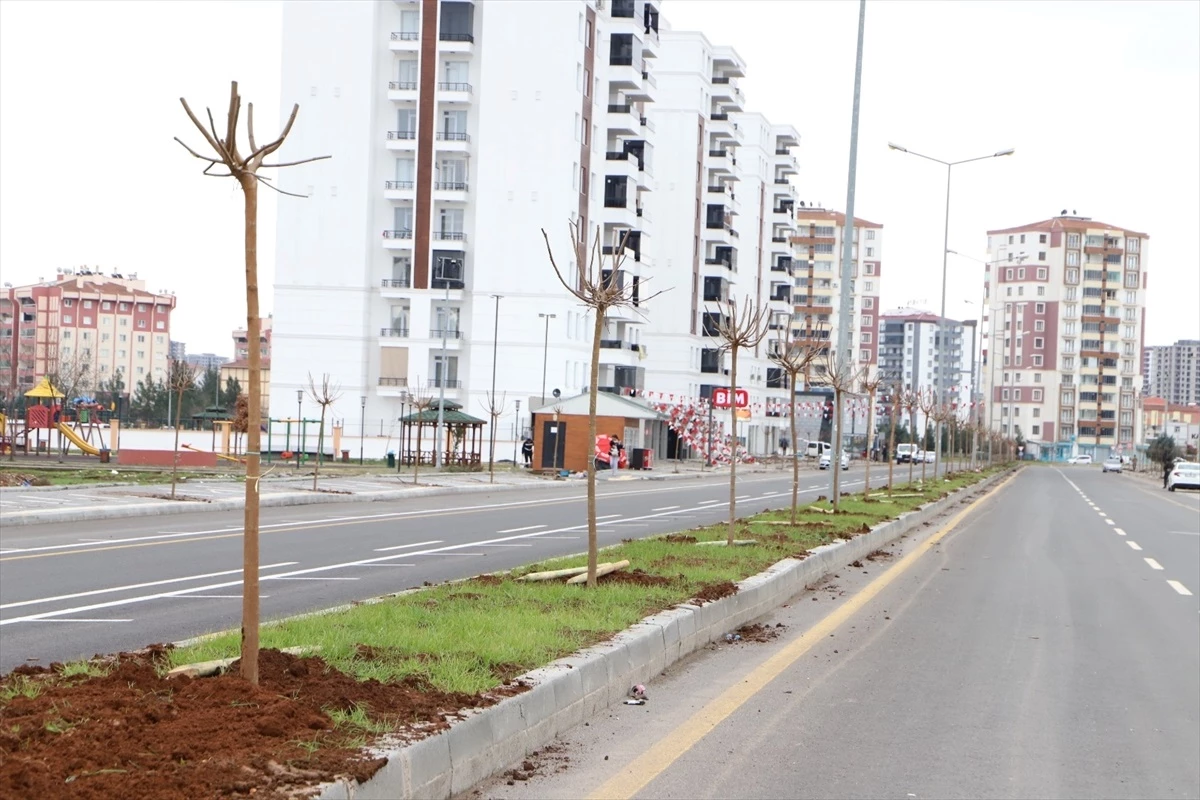 Diyarbakır Büyükşehir Belediyesi, Piran Caddesi\'ni ağaçlandırdı