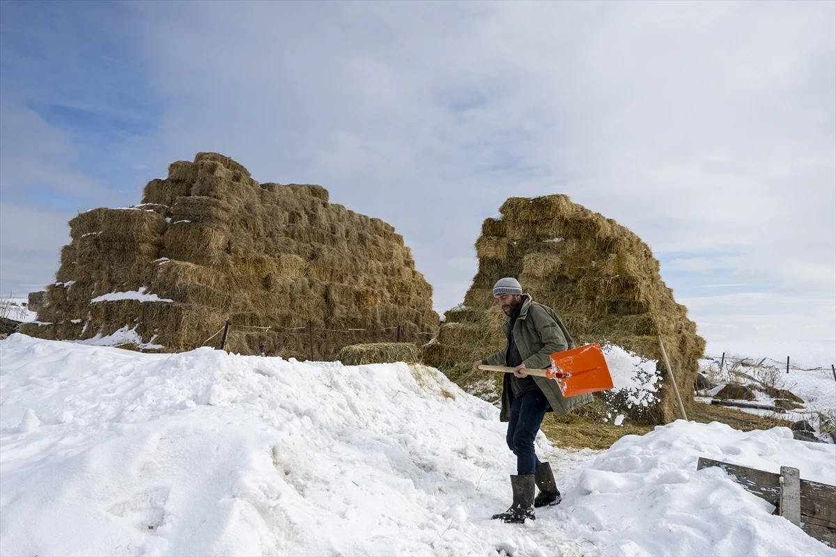 Kars\'ta Zorlu Kış Şartlarında Besicilerin Hayvan Bakımı