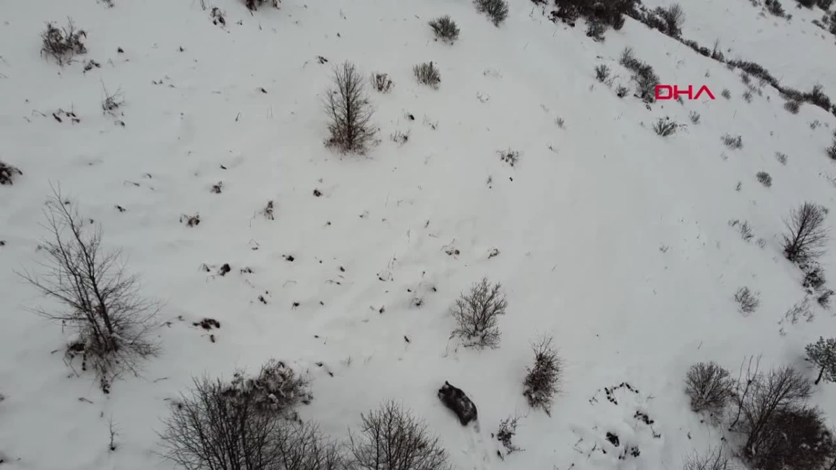 Ordu\'da kış uykusuna yatamayan ayı dron ile görüntülendi